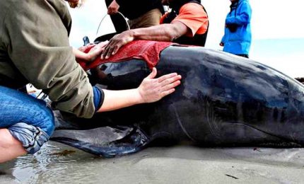 Almeno 380 balene morte sulle spiagge della Tasmania