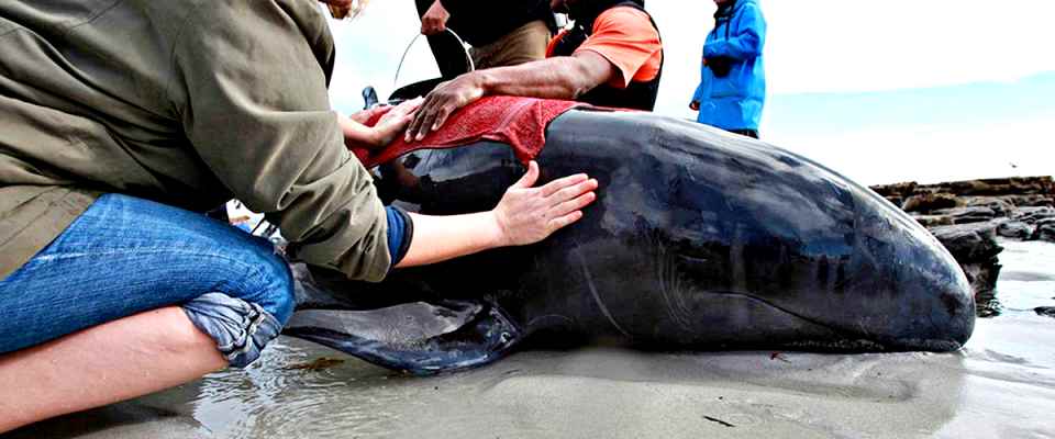 Almeno 380 balene morte sulle spiagge della Tasmania