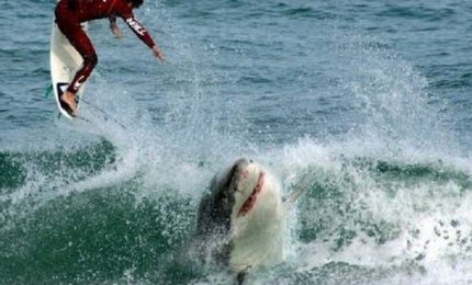 Australia: attaccato da uno squalo, muore surfista