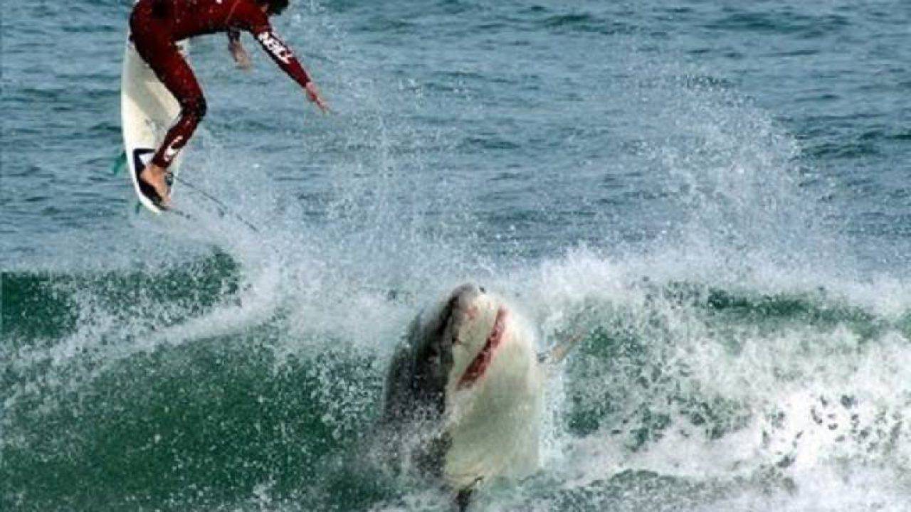 Australia: attaccato da uno squalo, muore surfista