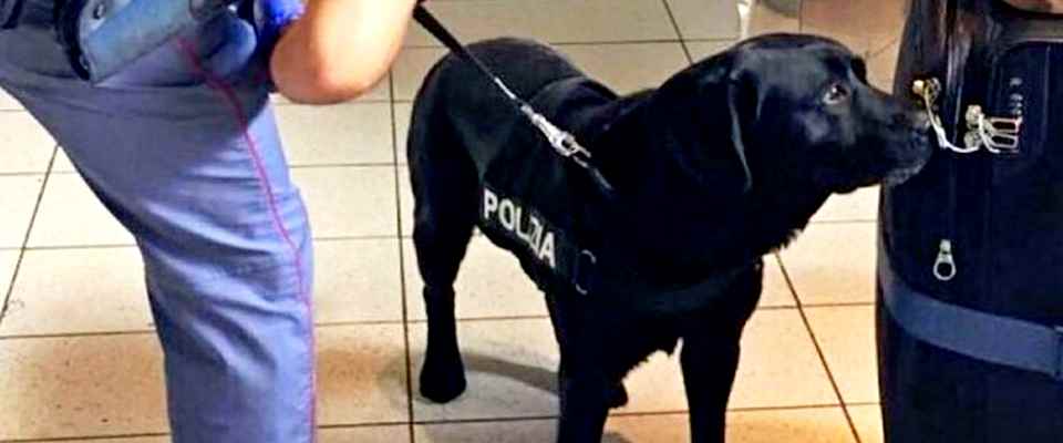 Operazione antidroga tra Brescia, Trento e Trieste: 12 arresti