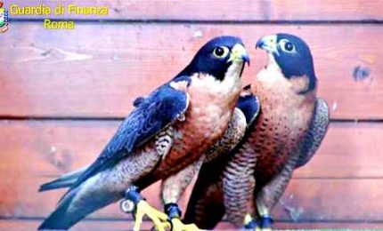 Intercettati a Fiumicino due rari esemplari di falco pellegrino