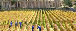 vendemmia