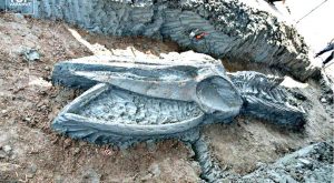 balena_scheletro_thailandia