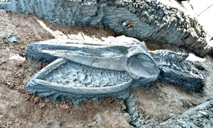 Thailandia, scoperto enorme fossile balena di 3.000-5.000 anni fa. Lo scheletro è lungo 12 metri