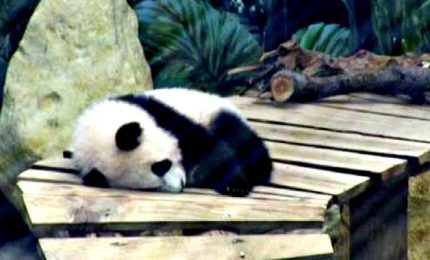 Ecco il tenero Fan Xiang, il primo panda gigante nato in Olanda