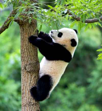 Svelato Fu Bao, il primo panda nato in Corea del Sud