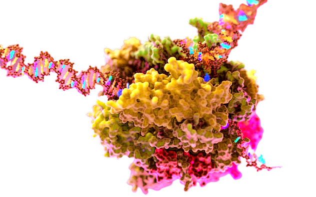Human tecnopole: mappato enzima fondamentale in tumori e virus