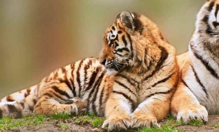 Solo 4mila tigri in natura, stop al commercio illegale