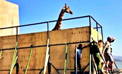 Kenya, la Giraffa di Baringo tratta in salvo sulla mega-chiatta