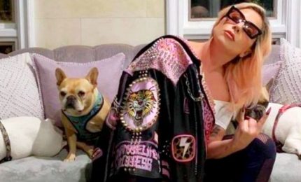 Ritrovati sani e salvi i due bulldog di Lady Gaga rapiti