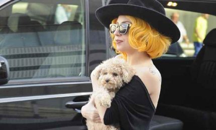 Rapiti a Los Angeles 2 bulldog di Lady Gaga, ferito il dog sitter