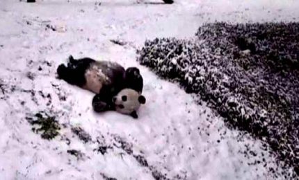 Salti e tuffi, la gioia dei panda giganti sulla neve a Washington