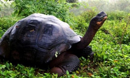 Galapagos, ritrovata tartaruga di una specie creduta estinta