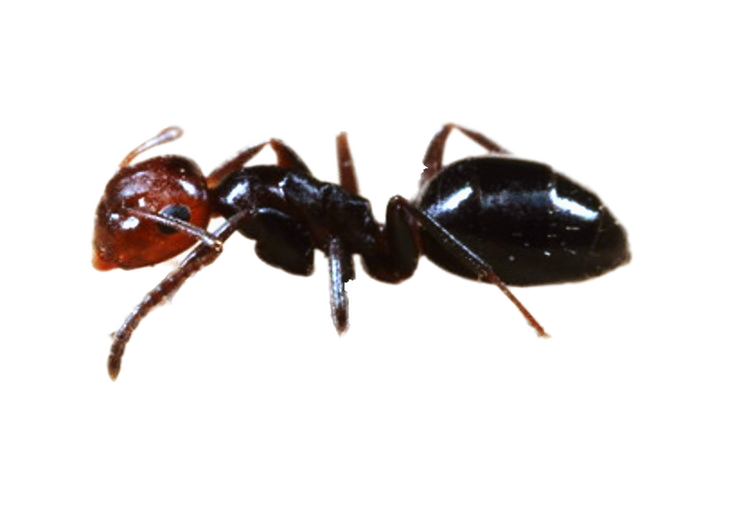 Scoperta in Italia una nuova specie di formiche