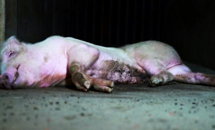 Animal Equality denuncia orrore allevamento maiali in Lombardia