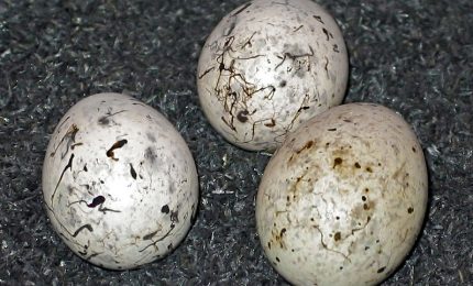 Paleontologi scoprono 160 uova di uccelli preistorici