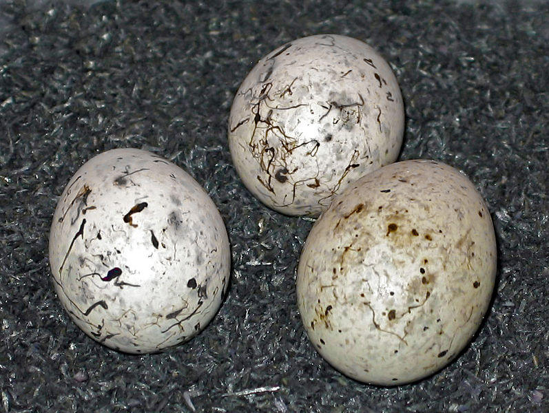 Paleontologi scoprono 160 uova di uccelli preistorici
