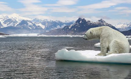 La difficile passeggiata degli orsi fra i ghiacci dell'Artico