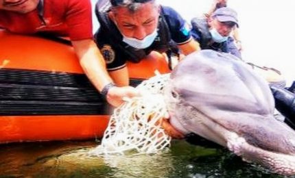 Cucciolo di delfino in una rete: salvato dalla Guardia Costiera