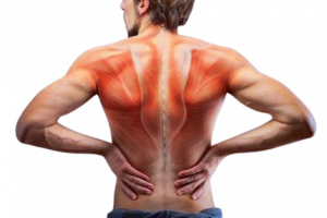 anatomia-dei-muscoli-della-schiena-470x314-removebg-preview