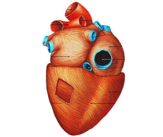 Post Covid, cardiopatia dilatativa è la malattia del futuro