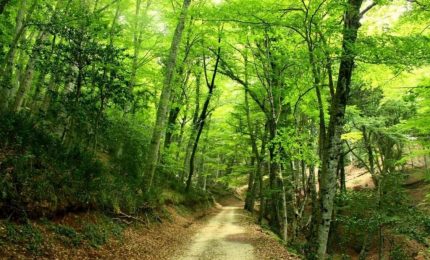 In Francia i cittadini comprano le foreste per salvarle