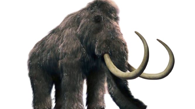 Azienda raccoglie fondi per far “risuscitare” il mammut lanoso
