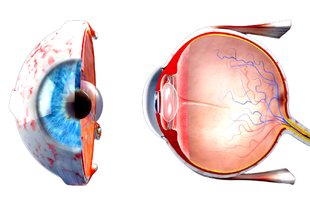 Occhio-removebg-preview