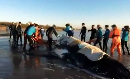 L'imponente salvataggio di una balena spiaggiata in Argentina