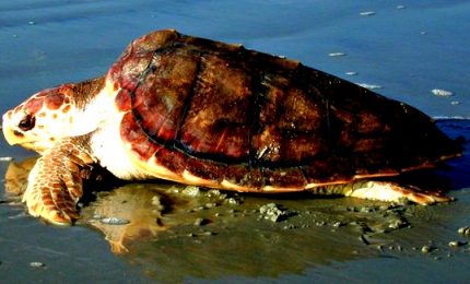 La nuova vita in mare di quattro tartarughe caretta caretta