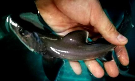 In Sardegna il primo caso di partenogenesi di squalo palombo