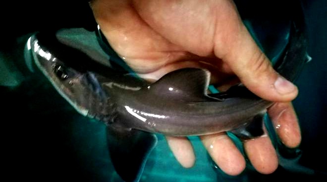 In Sardegna il primo caso di partenogenesi di squalo palombo