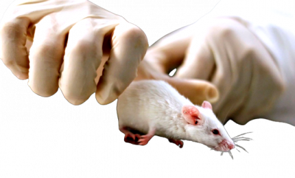 Un nuovo farmaco fa camminare topi paralizzati