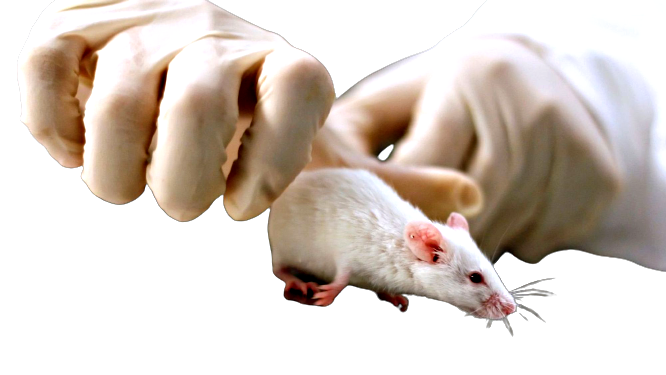Un nuovo farmaco fa camminare topi paralizzati
