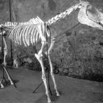 Foto cavallo 1941-1942 - archivio fotografico del Parco archeologico di Pompei