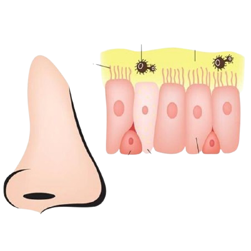 content_muco-removebg-preview