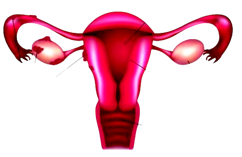 Endometriosi e alimentazione, privilegiare cibi antifiammatori