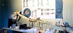 hCavallo di Maiuri laboratorio