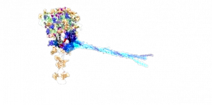 covid-removebg-preview