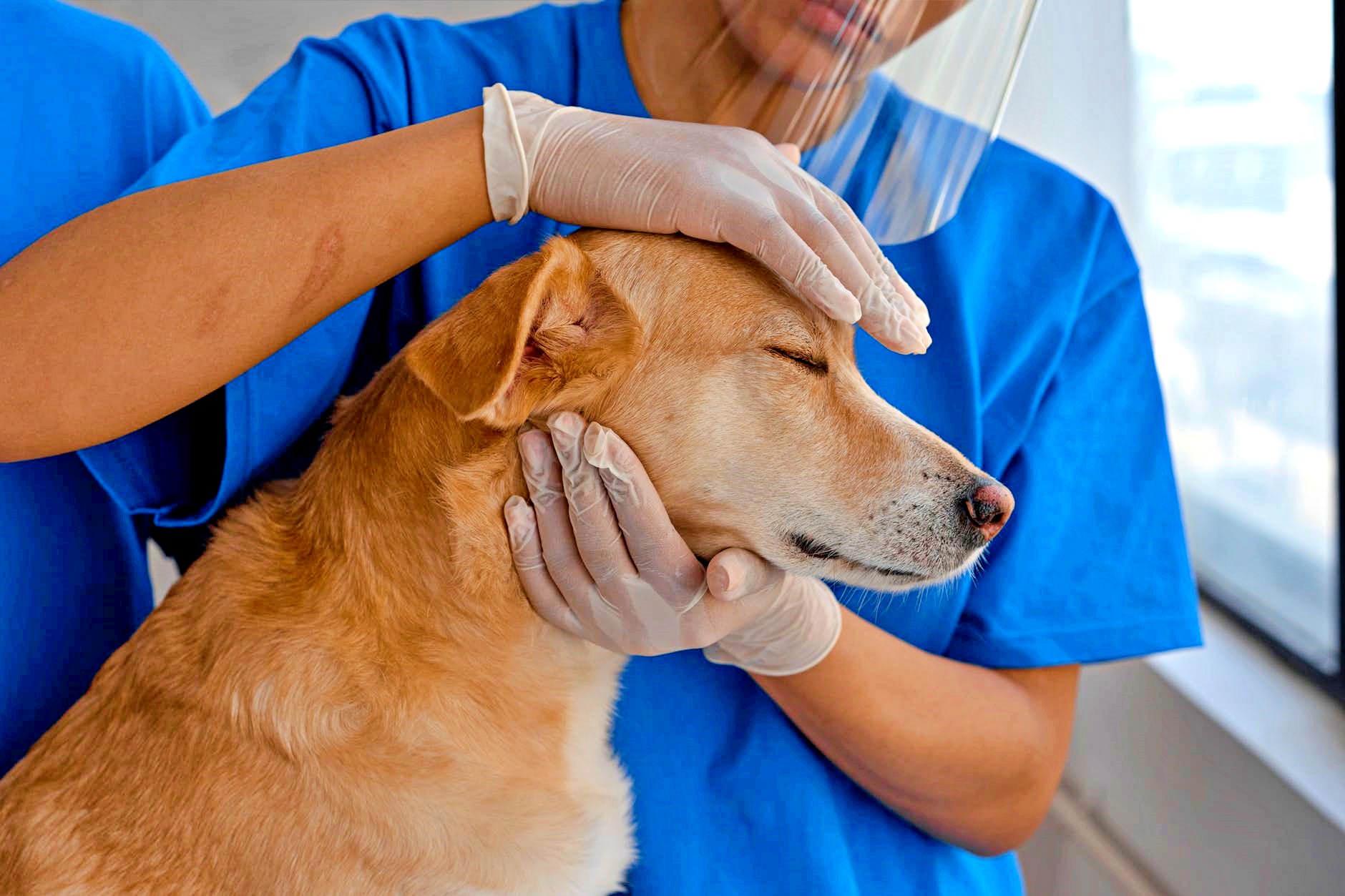 Quattro lavori per salvare gli animali