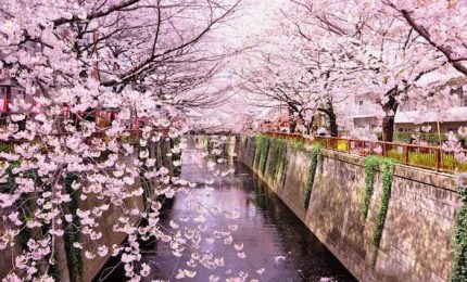 In Giappone esplode la fioritura dei ciliegi, ma niente hanami