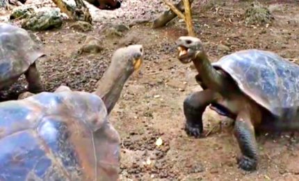 Nelle Galapagos scoperta una nuova specie di tartaruga gigante