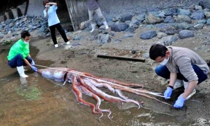 In Giappone un calamaro gigante vivo in spiaggia