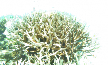 Sbiancamento del 91% grande barriera corallina australiana