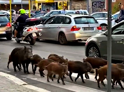 Donna aggredita e morsicata da un cinghiale nel centro di Genova