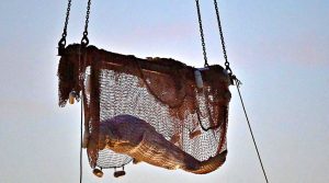 FRANCE-ANIMAL-ENVIRONMENT-BELUGA