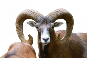 mufloni_giglio030321_4-removebg-preview