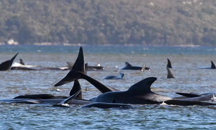 Tasmania, tratti in salvo solo 32 dei 226 cetacei spiaggiati