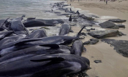 Centinaia di balene pilota spiaggiate in Australia